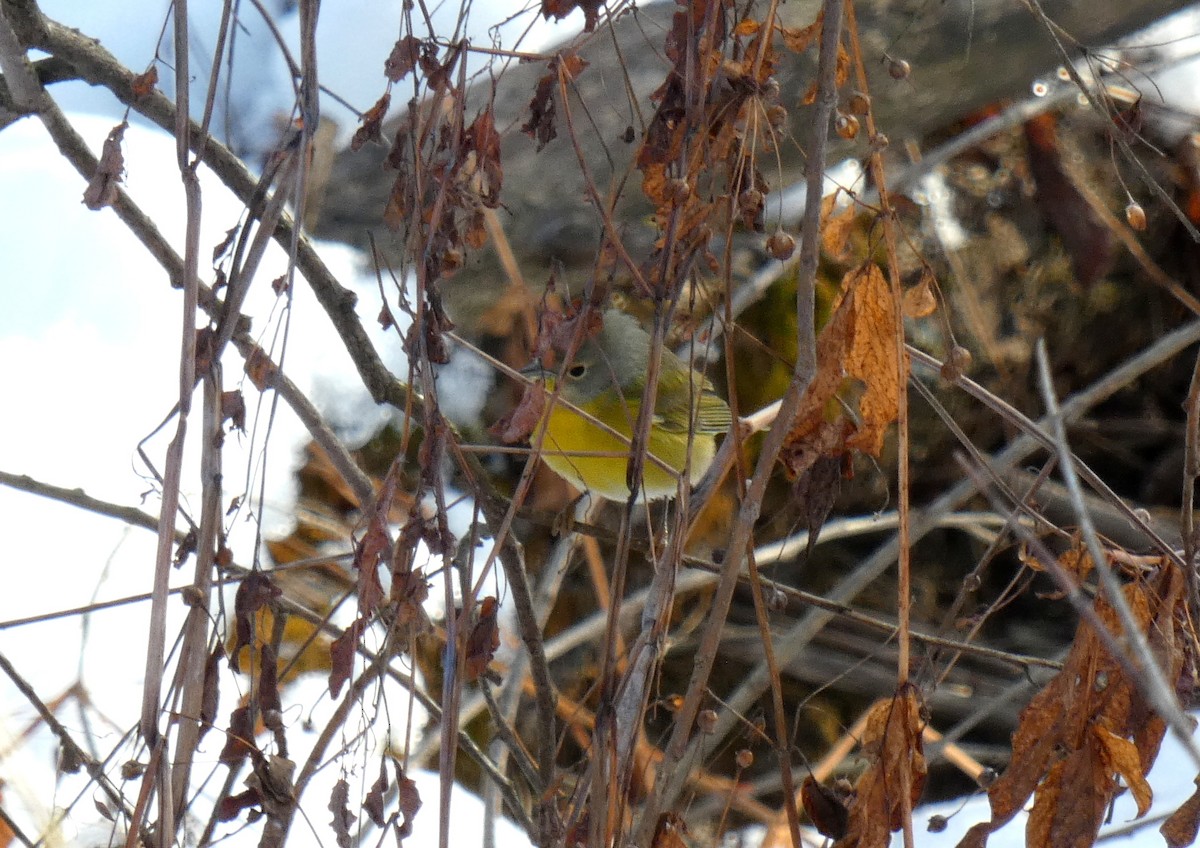 Nashville Warbler - ML645724321