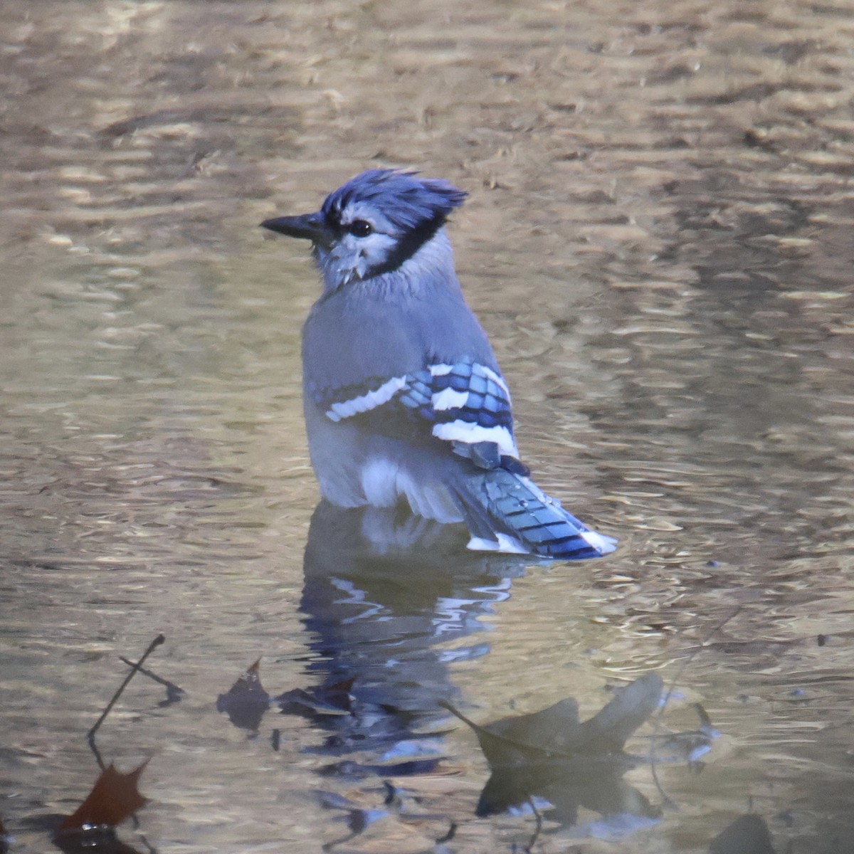 Blue Jay - ML645724326