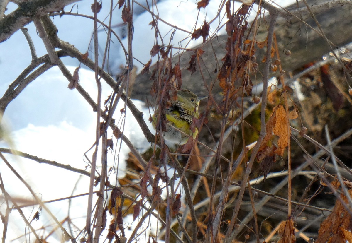 Nashville Warbler - ML645724332