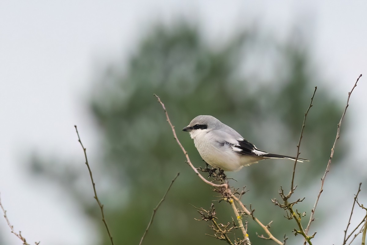 Great Gray Shrike - ML645724337