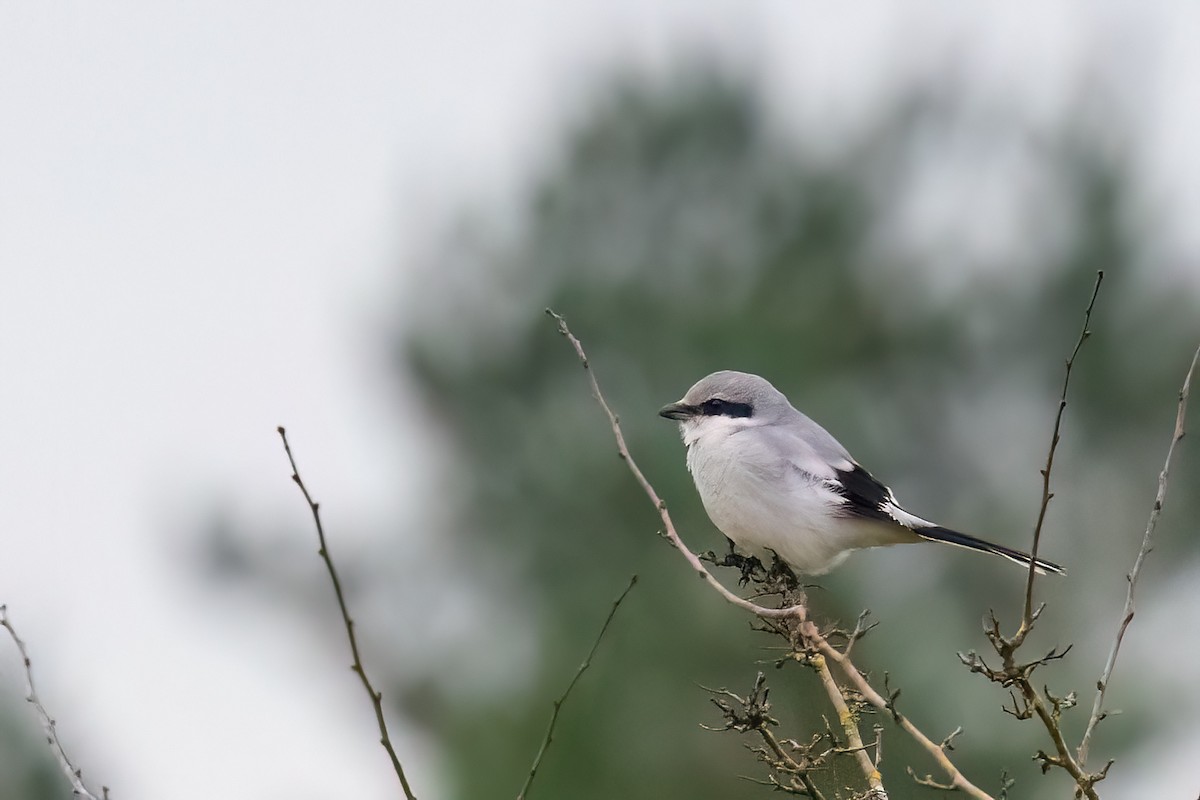 Great Gray Shrike - ML645724339