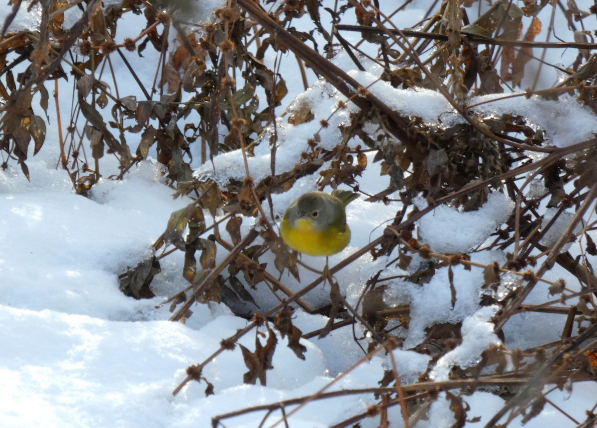 Nashville Warbler - ML645724350