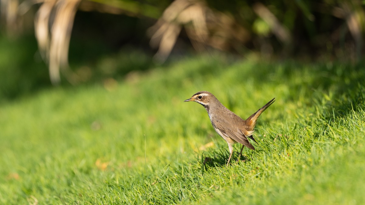 Mavigerdan - ML645724358