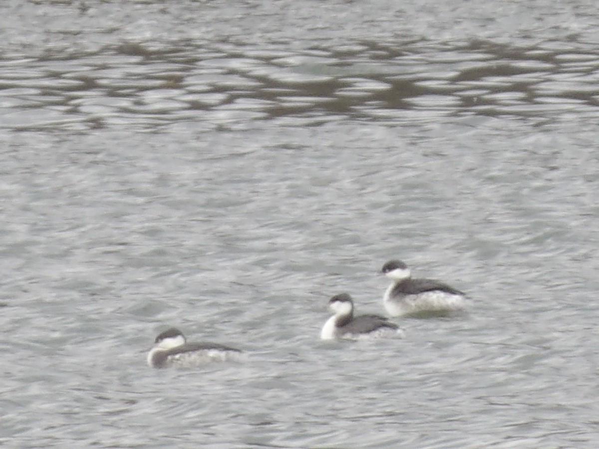 Horned Grebe - ML645724374