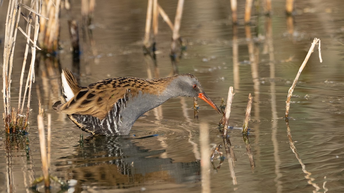 Sukılavuzu - ML645724376