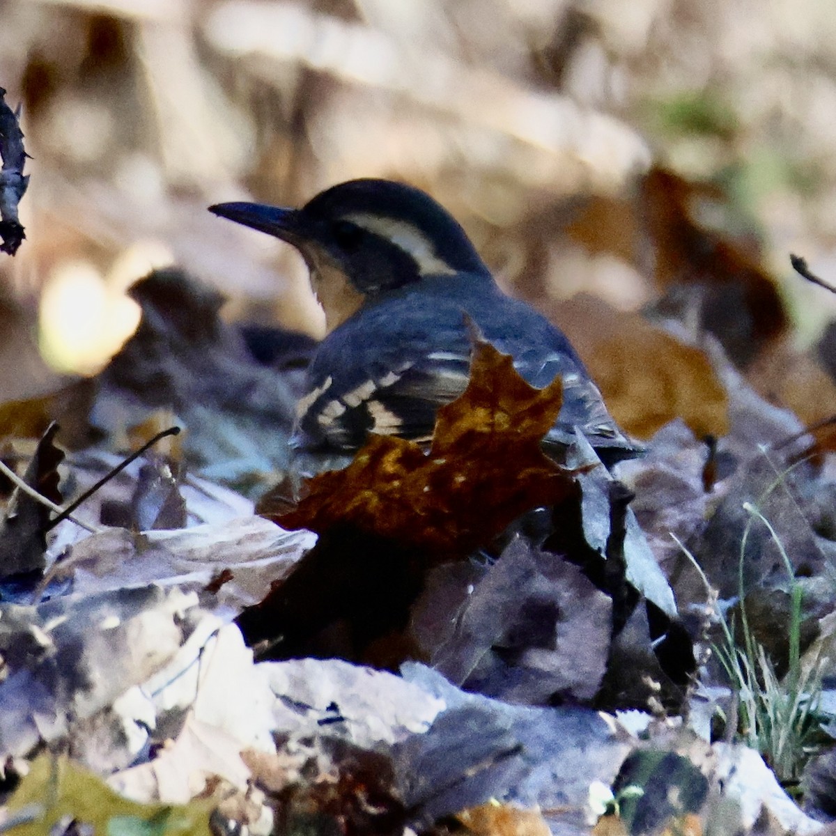 Varied Thrush - ML645724377