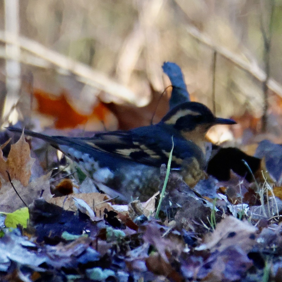 Varied Thrush - ML645724378