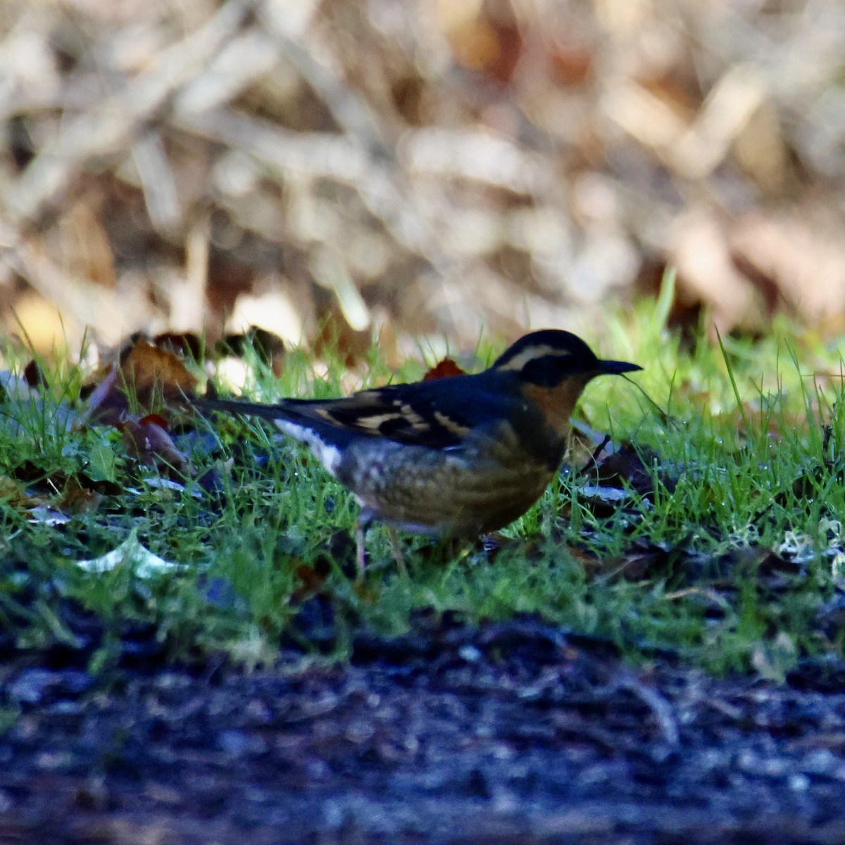 Varied Thrush - ML645724379