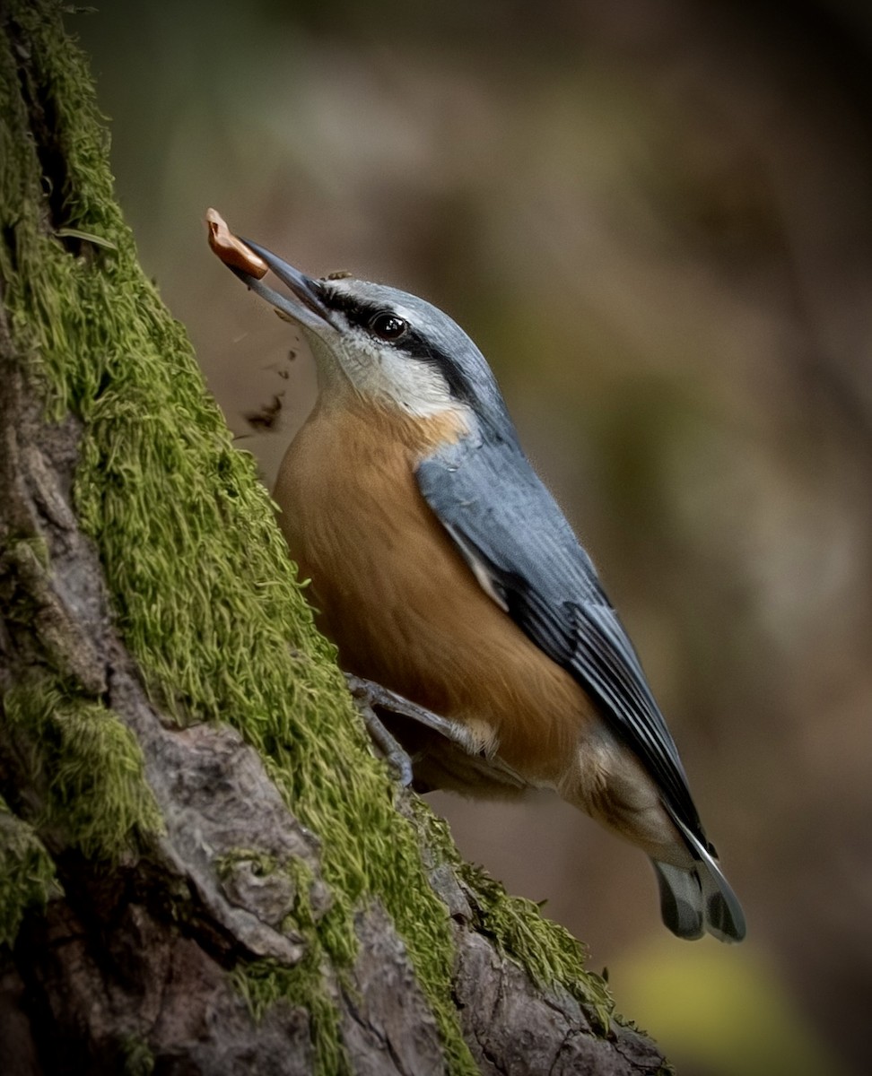 Garrapo eurasiarra - ML645724380