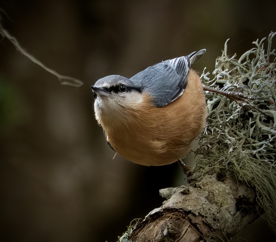 Garrapo eurasiarra - ML645724381