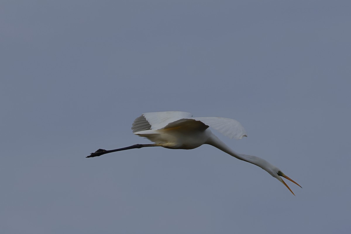 Great Egret - ML645724383