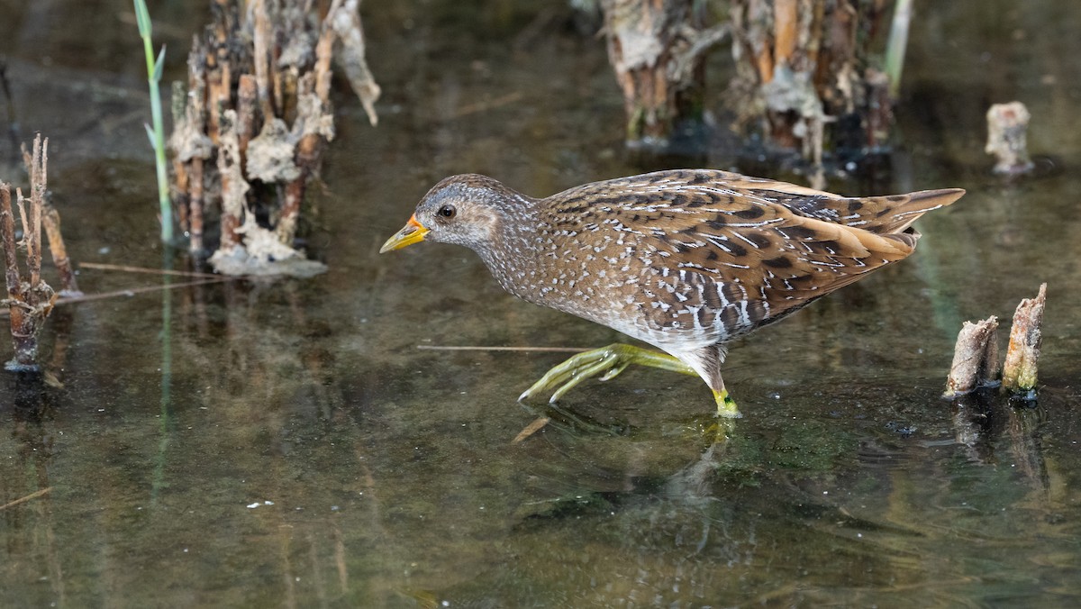 Benekli Suyelvesi - ML645724391