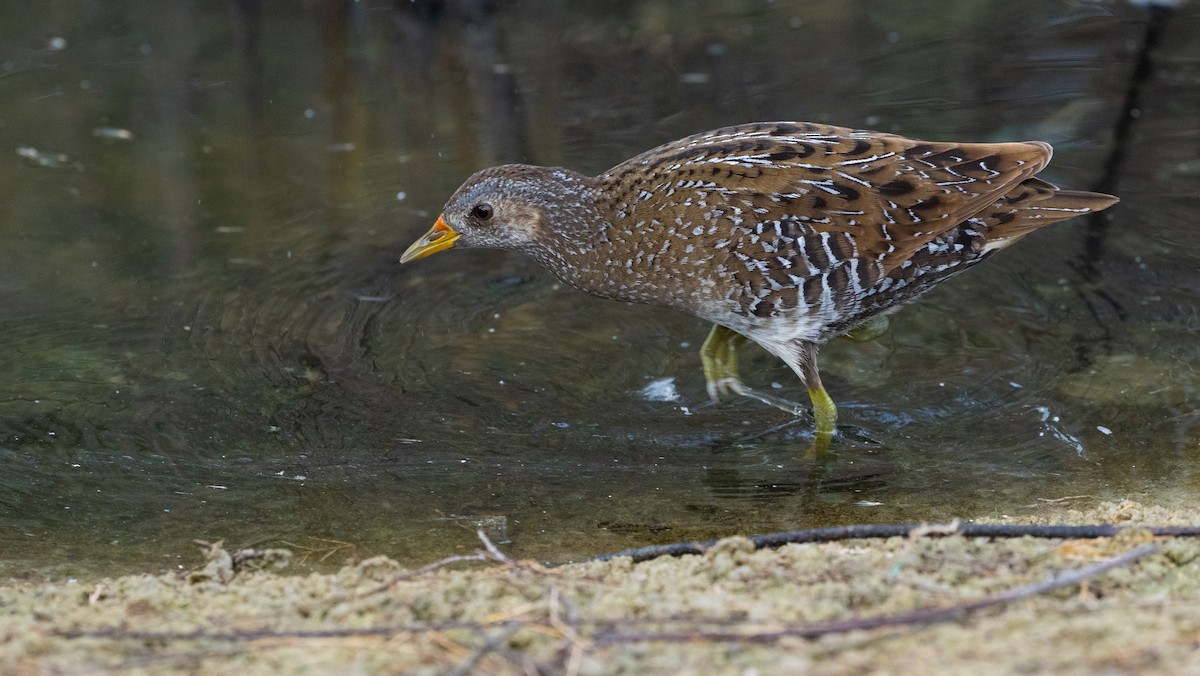 Benekli Suyelvesi - ML645724392