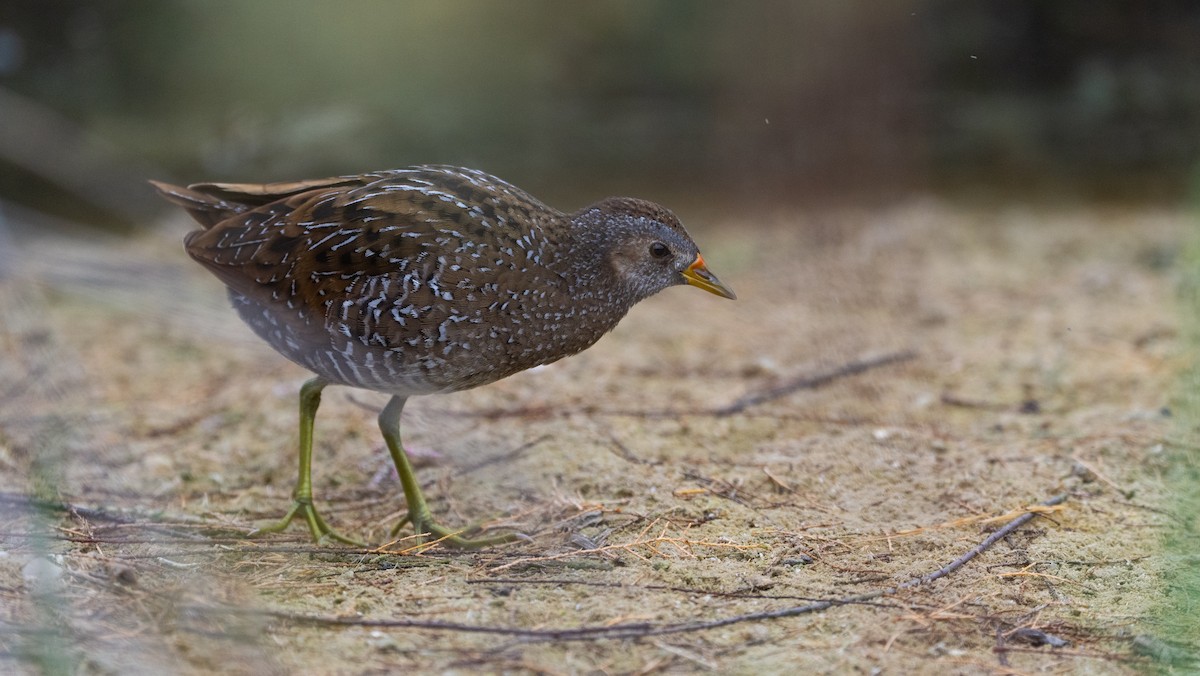 Benekli Suyelvesi - ML645724393