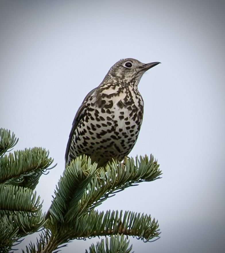 Mistle Thrush - ML645724394