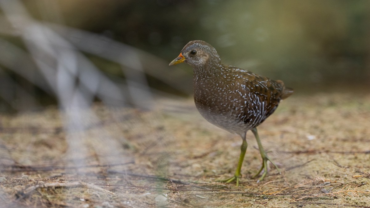 Benekli Suyelvesi - ML645724396