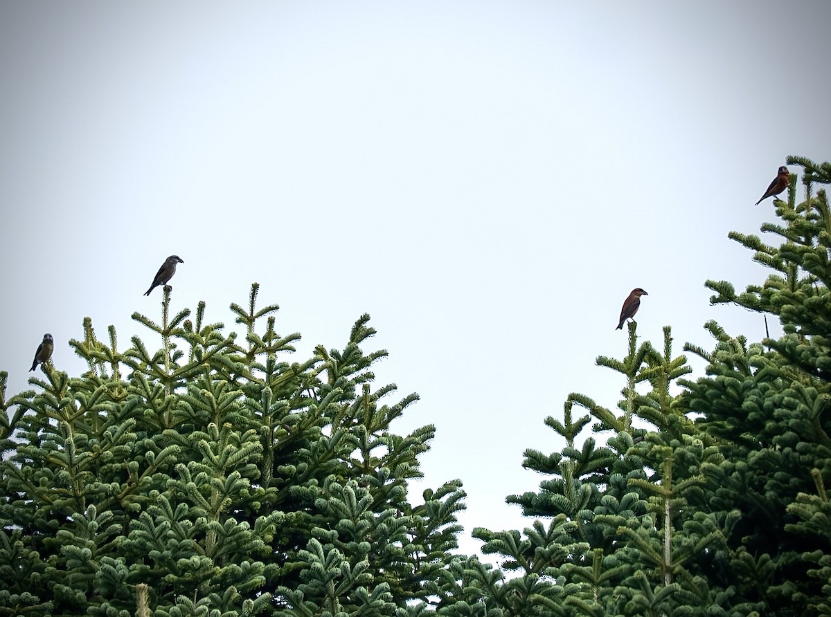 Red Crossbill - ML645724400