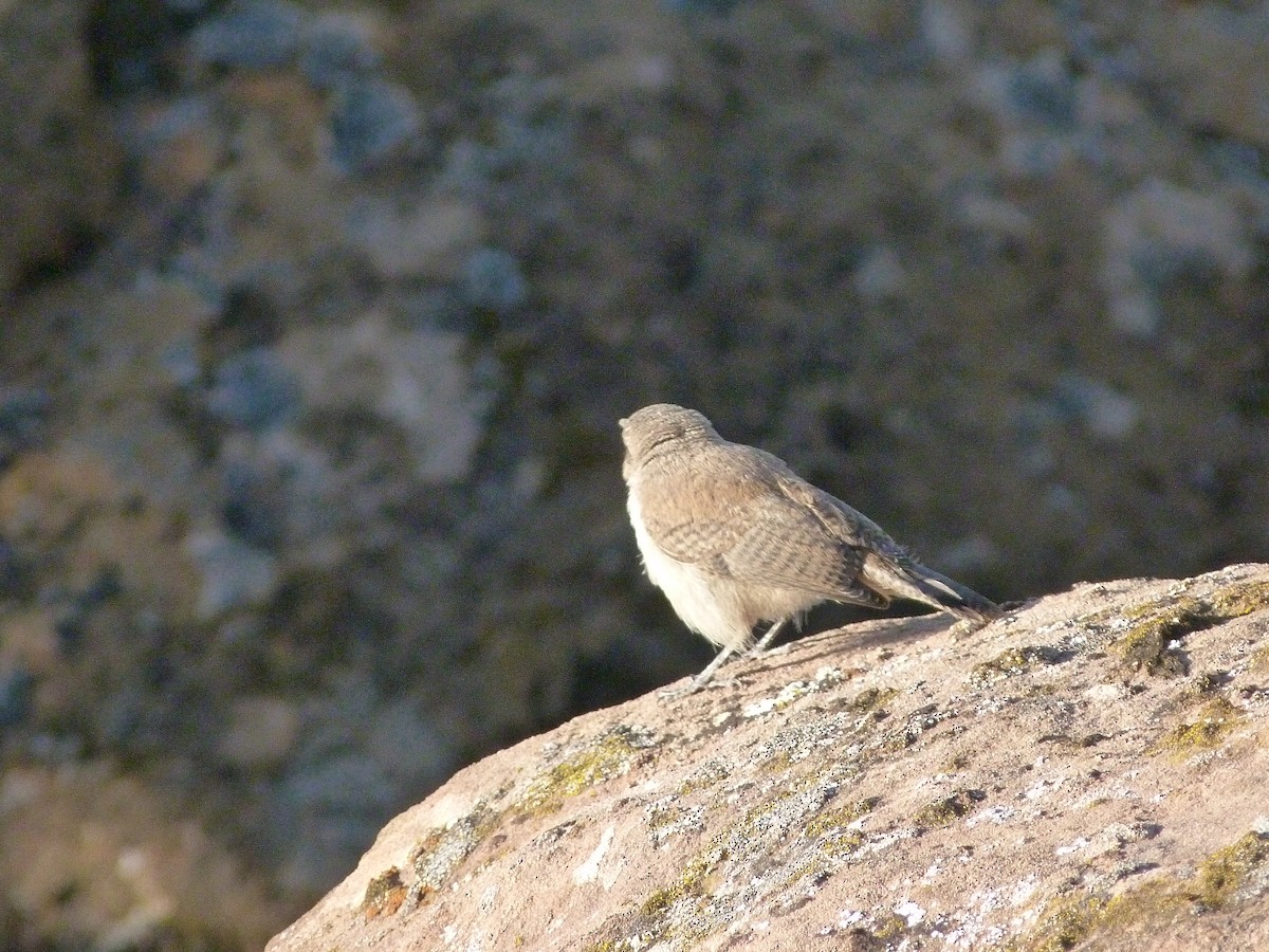 Rock Wren - ML64572441