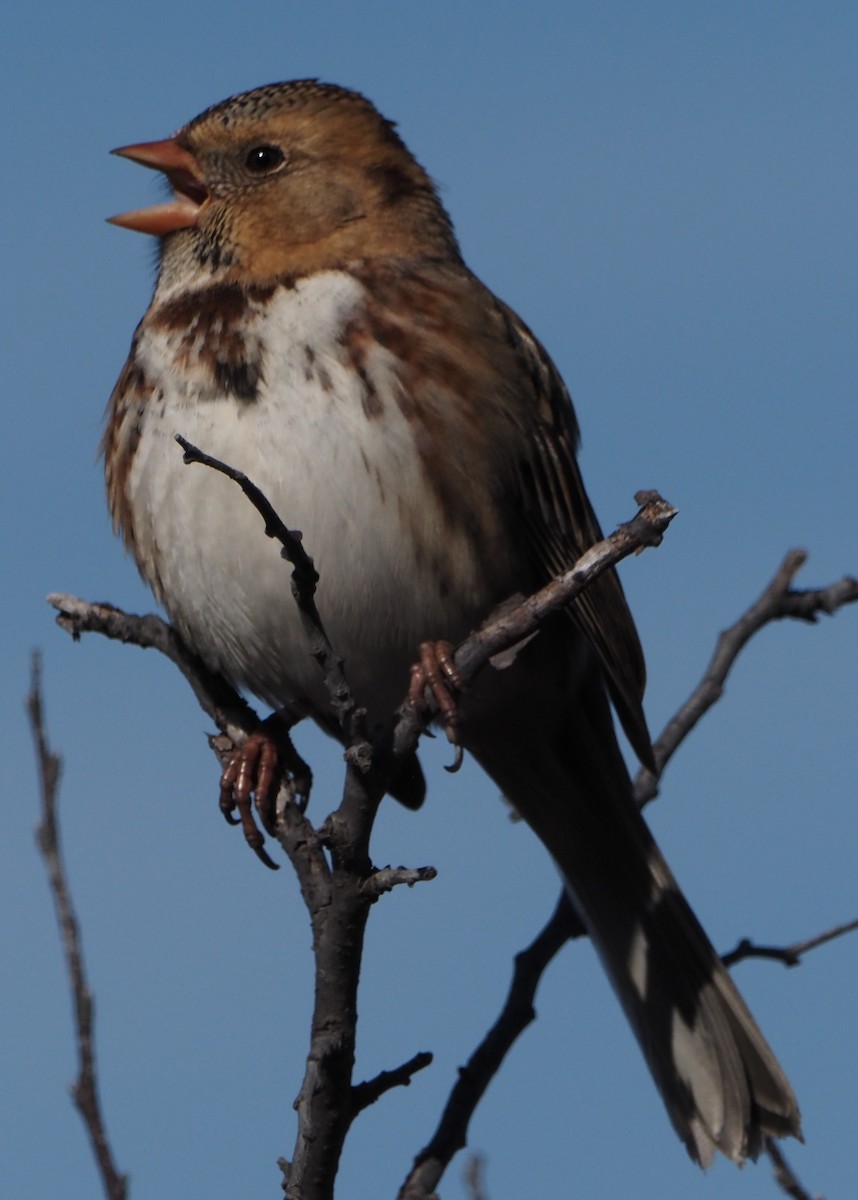 Harris's Sparrow - ML645724411