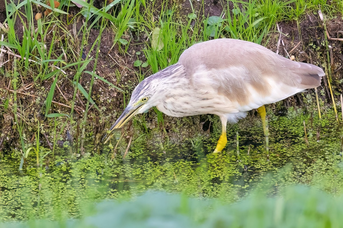 Squacco Heron - ML645724415