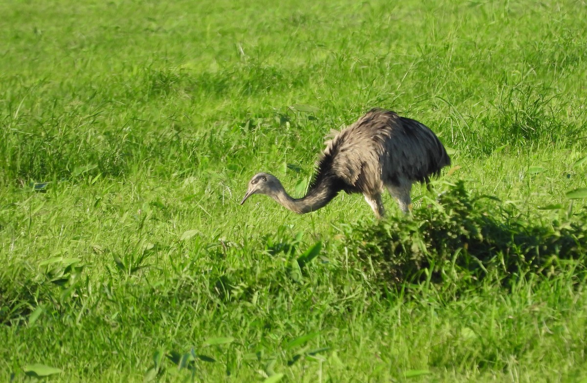 Greater Rhea - ML645724432