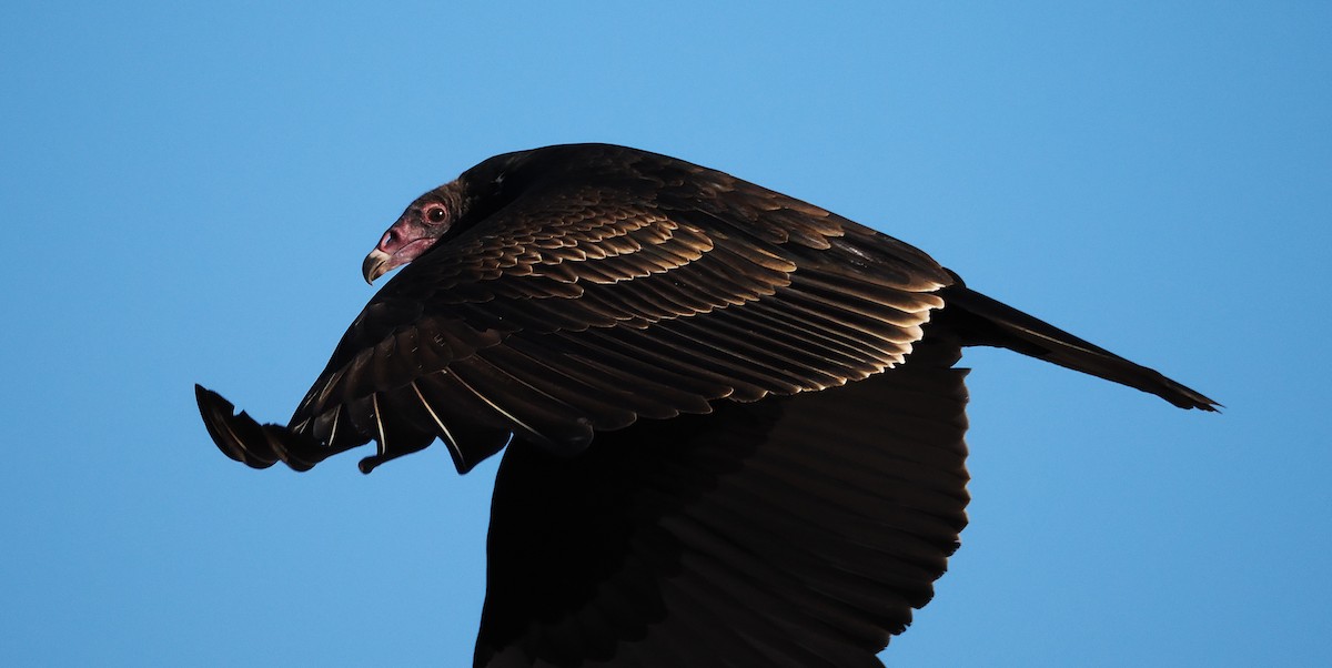 Turkey Vulture - ML645724433