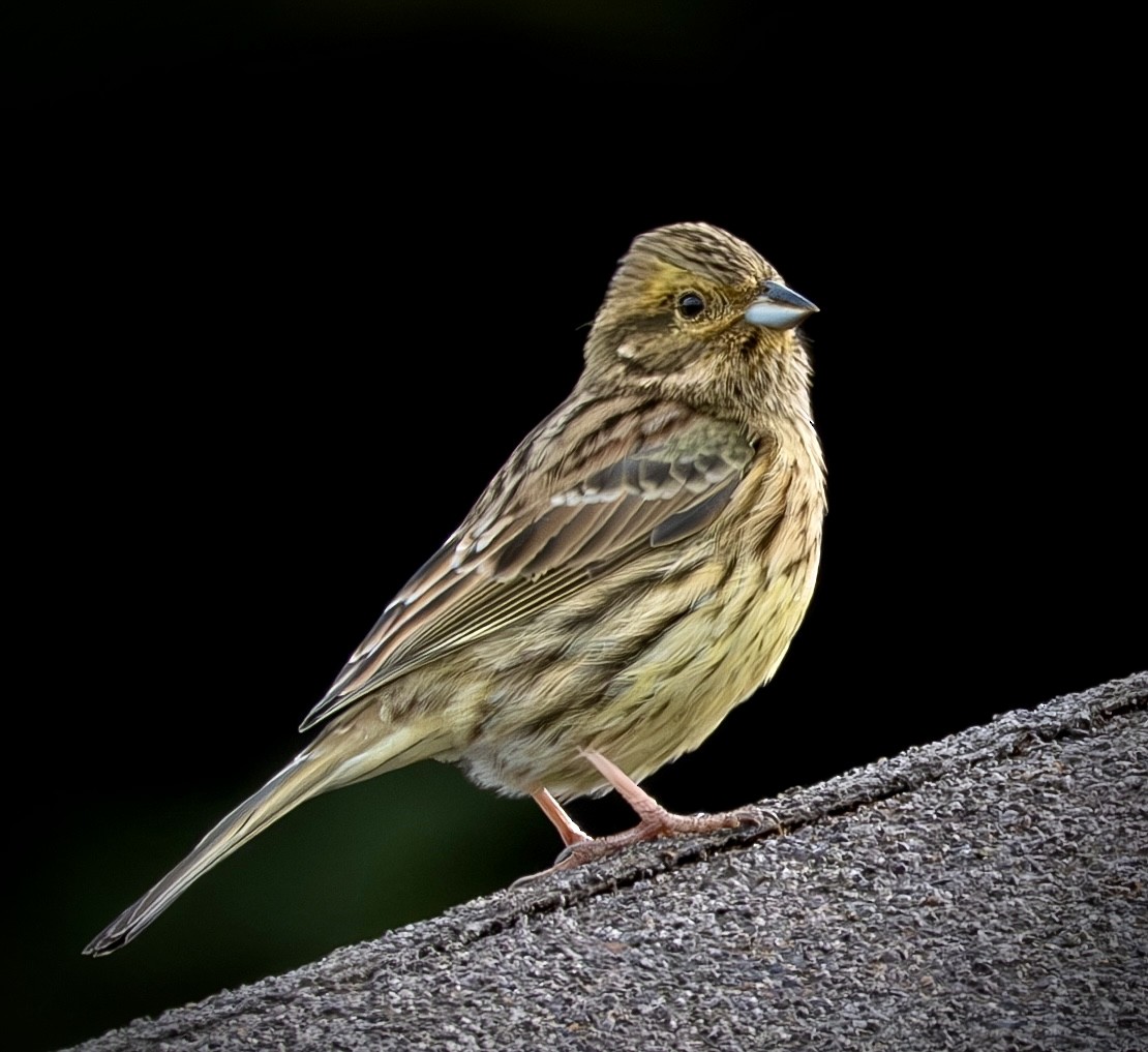 Cirl Bunting - ML645724434