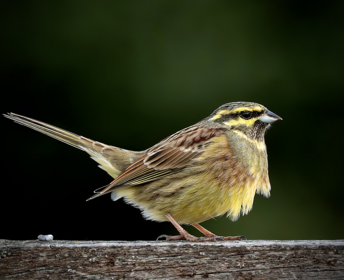 Cirl Bunting - ML645724435
