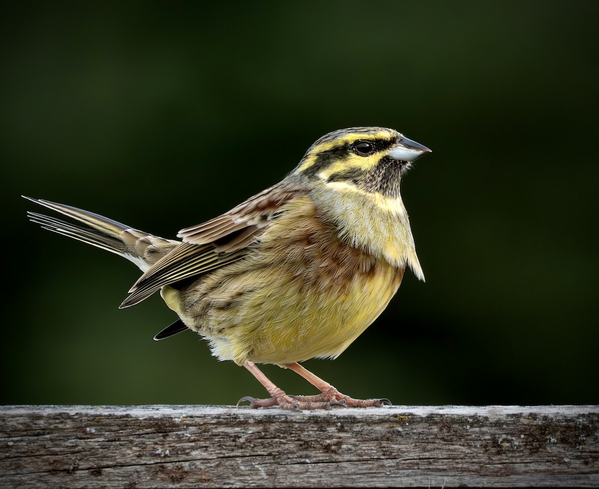 Cirl Bunting - ML645724436
