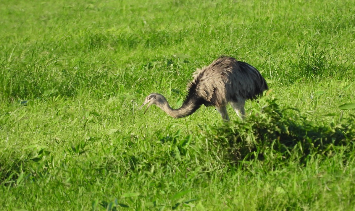 Greater Rhea - ML645724443