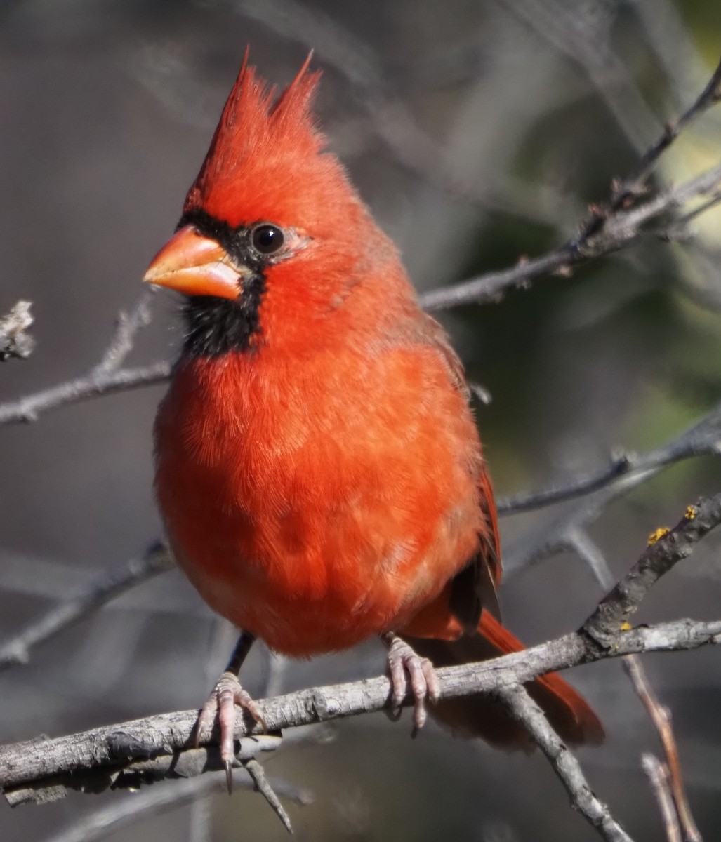 Northern Cardinal - ML645724444