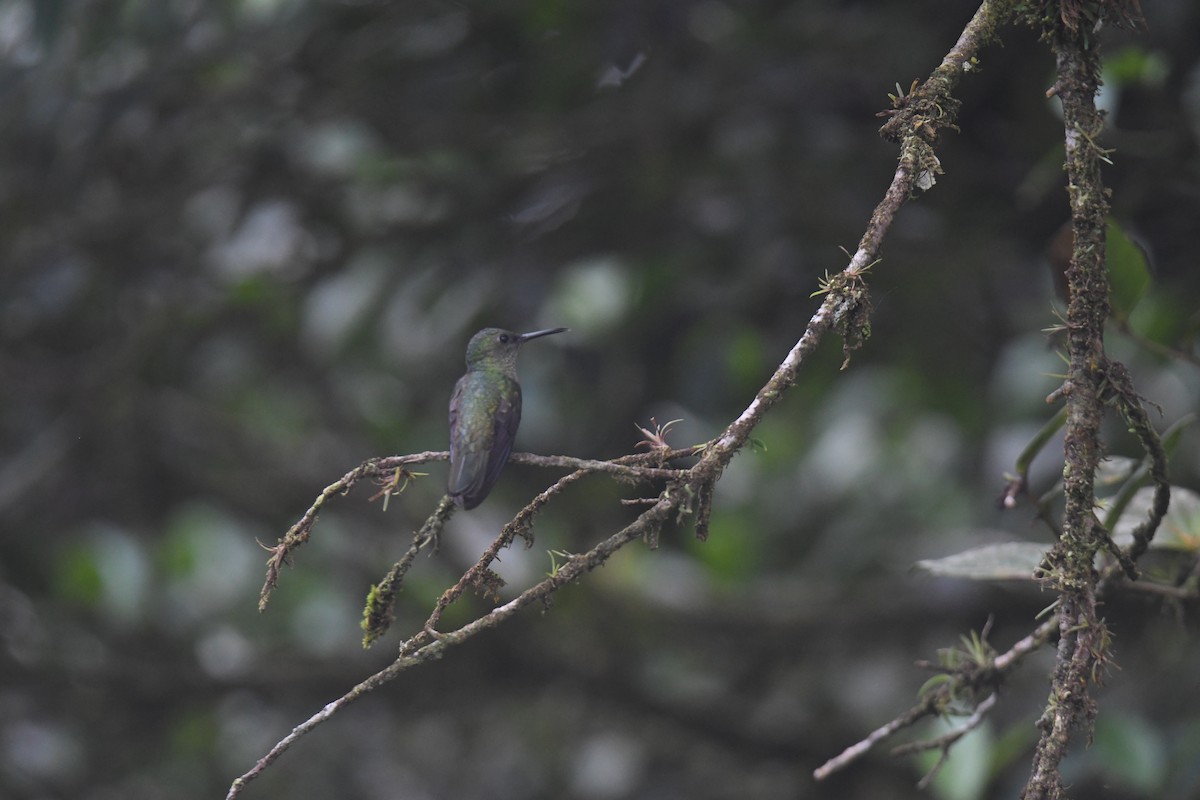 Чешуйчатогрудый саблекрыл - ML645724446