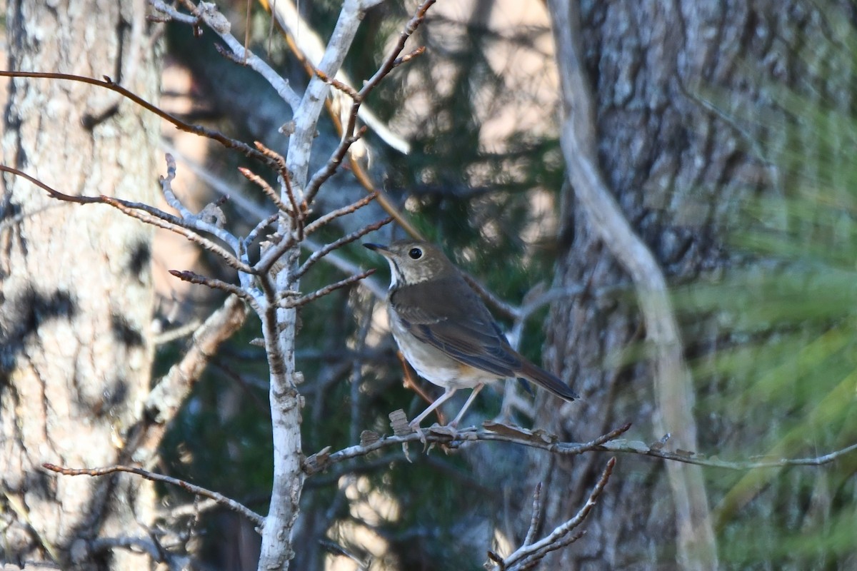 チャイロコツグミ - ML645724449