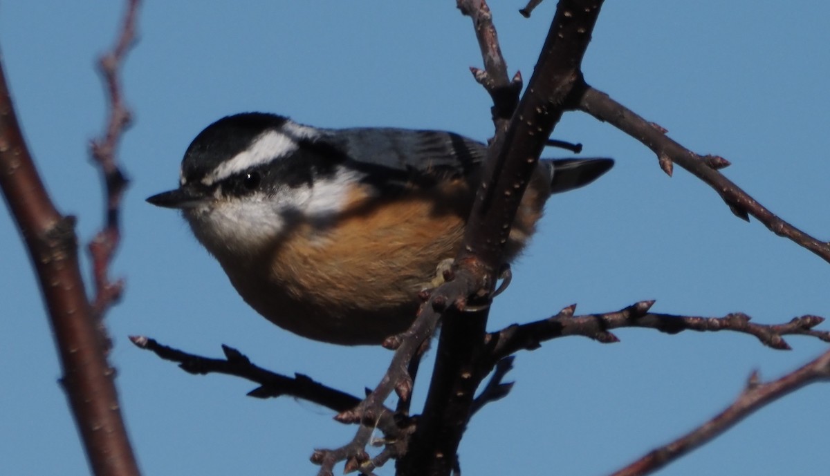 Red-breasted Nuthatch - ML645724450