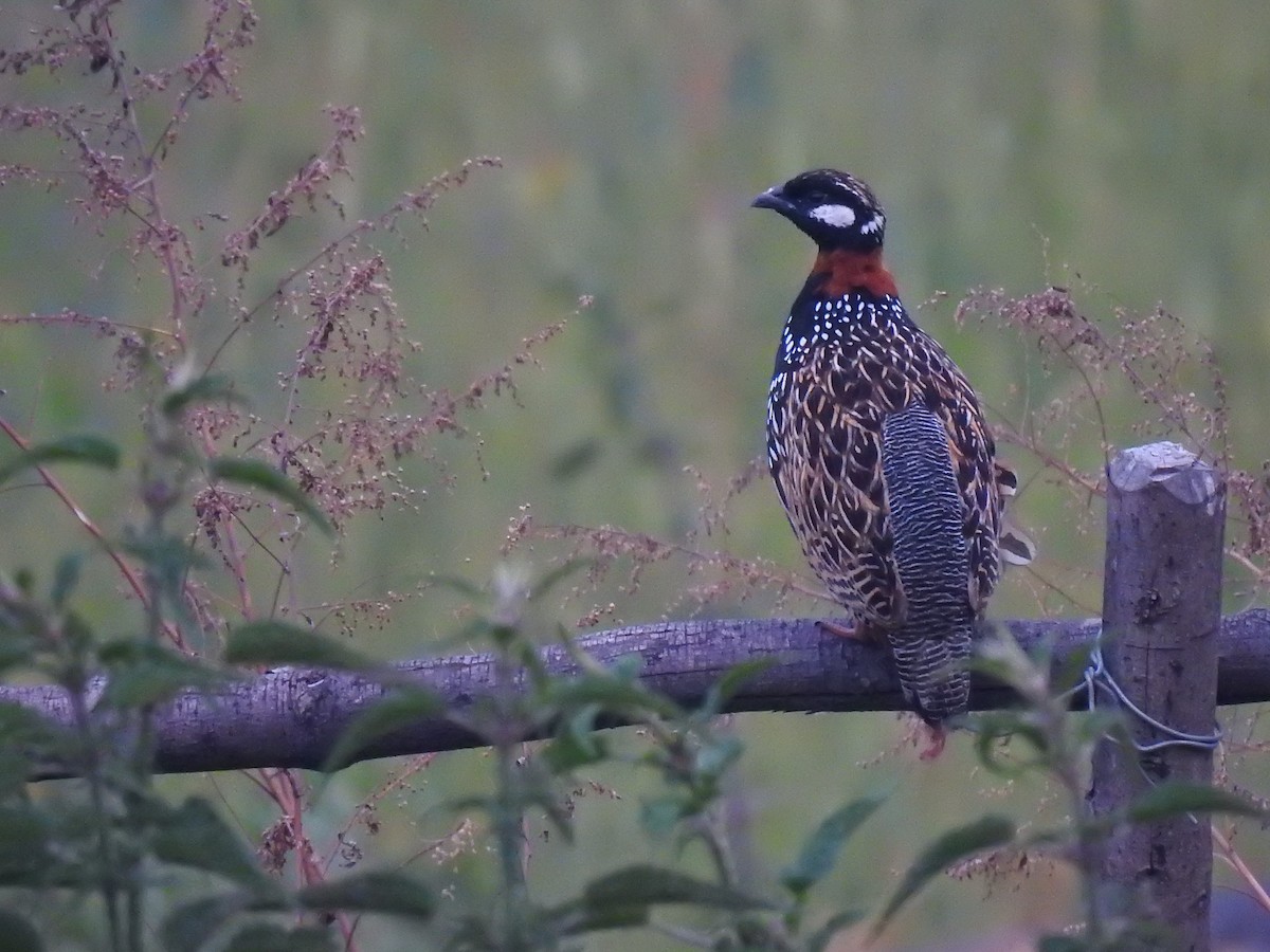 Black Francolin - ML645724455