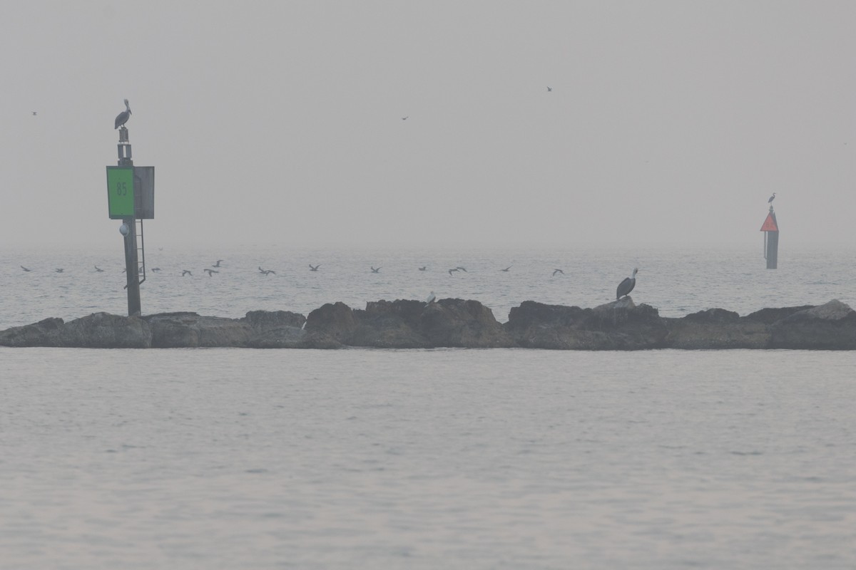 Brown Booby - ML645724456