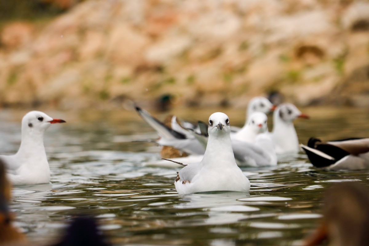 Mediterranean Gull - ML645724462