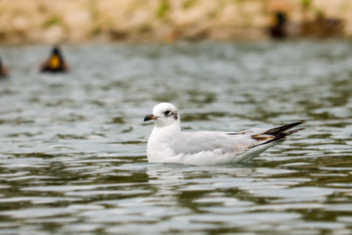 Mediterranean Gull - ML645724472