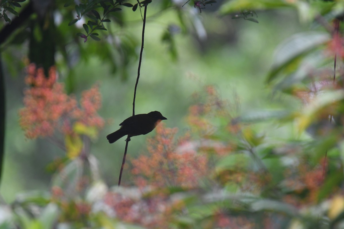 Carmiol's Tanager - ML645724473