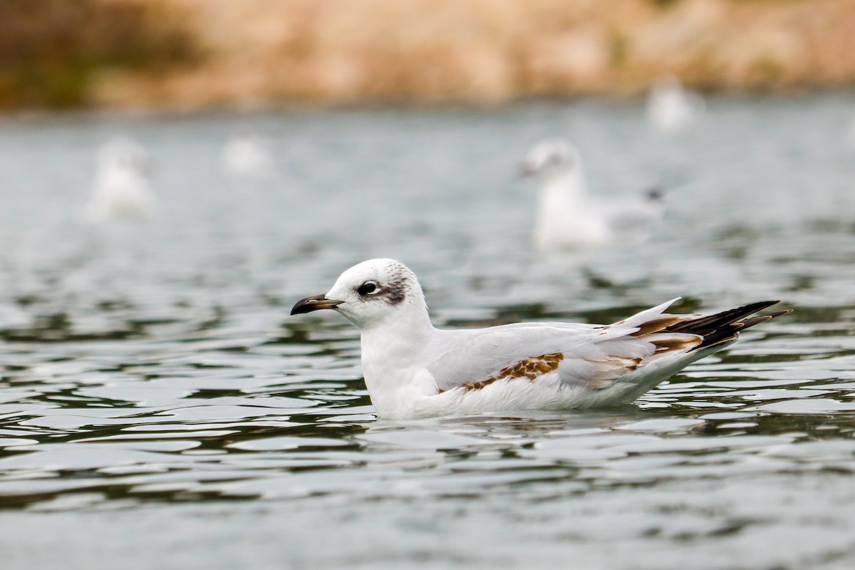 Mediterranean Gull - ML645724474
