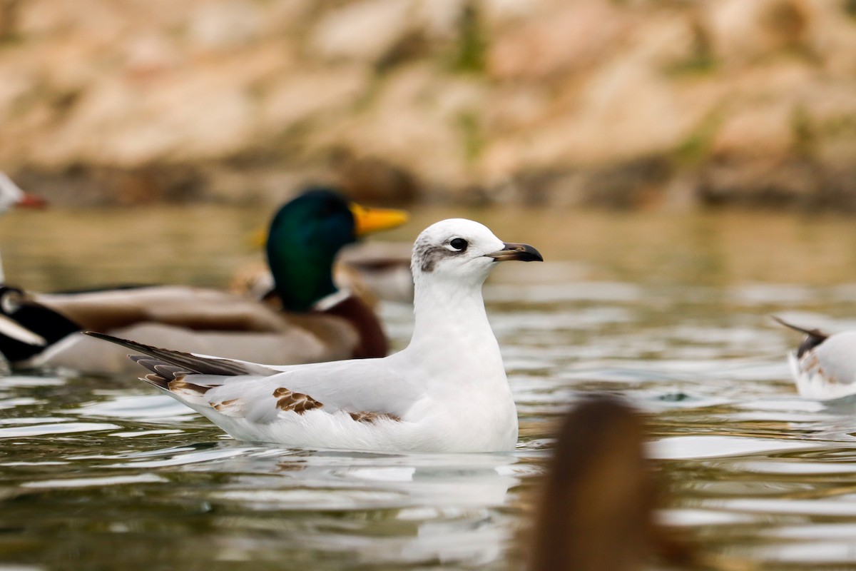 Mediterranean Gull - ML645724475