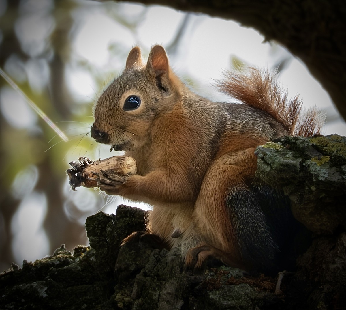 Eurasian Red Squirrel - ML645724476