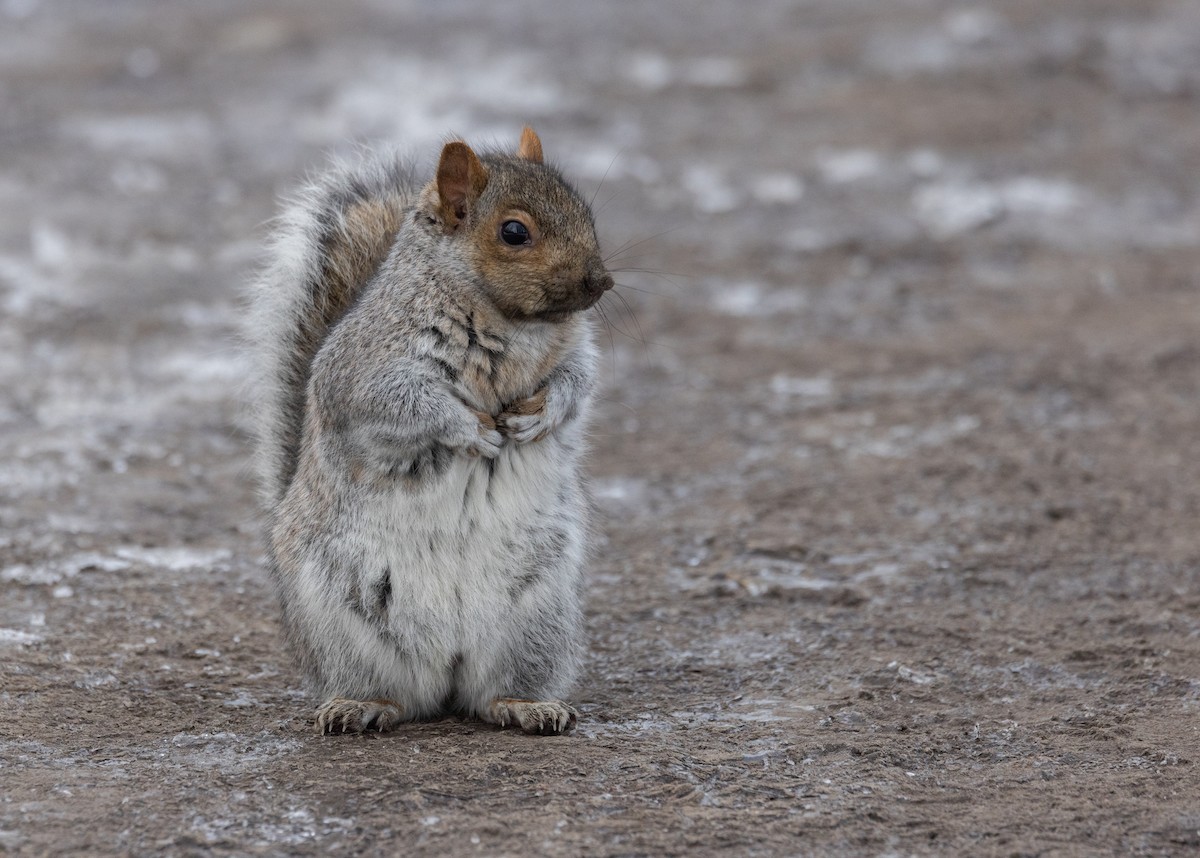 Eastern Gray Squirrel - ML645724477