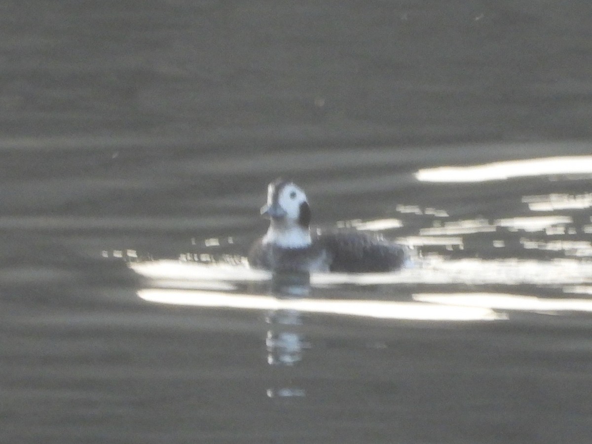 Long-tailed Duck - ML645724479