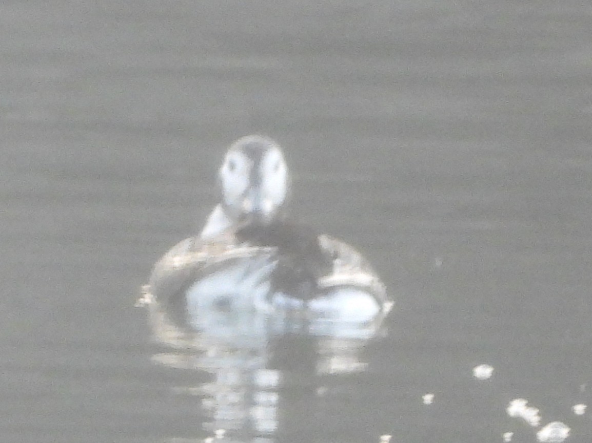 Long-tailed Duck - ML645724480