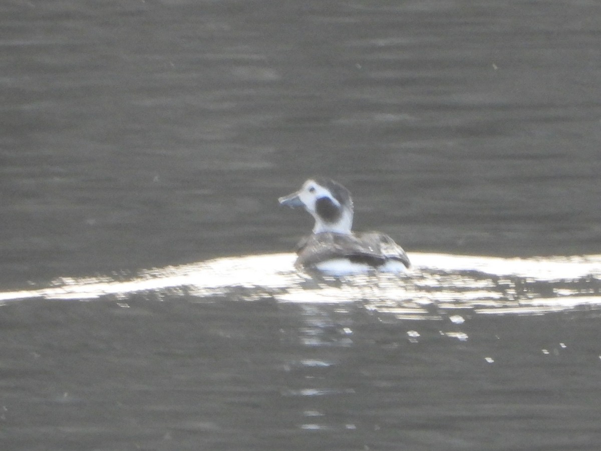 Long-tailed Duck - ML645724481