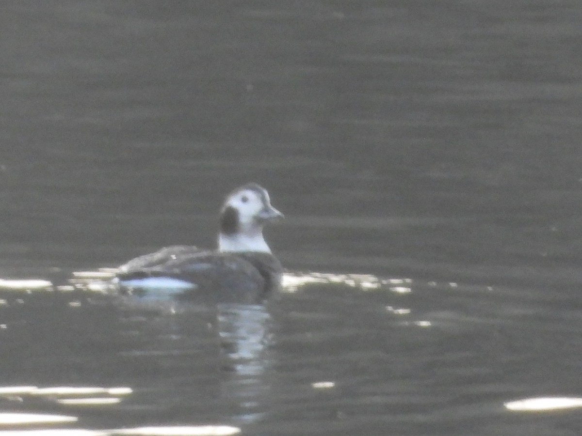 Long-tailed Duck - ML645724482