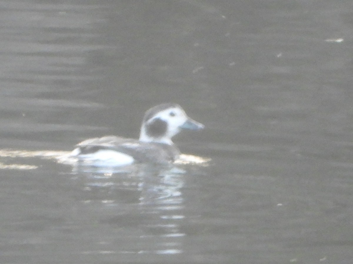 Long-tailed Duck - ML645724483