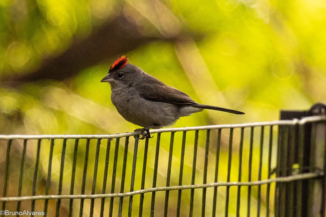 Pileated Finch - ML645724485
