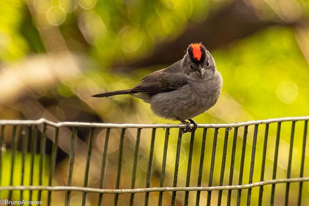 Pileated Finch - ML645724486